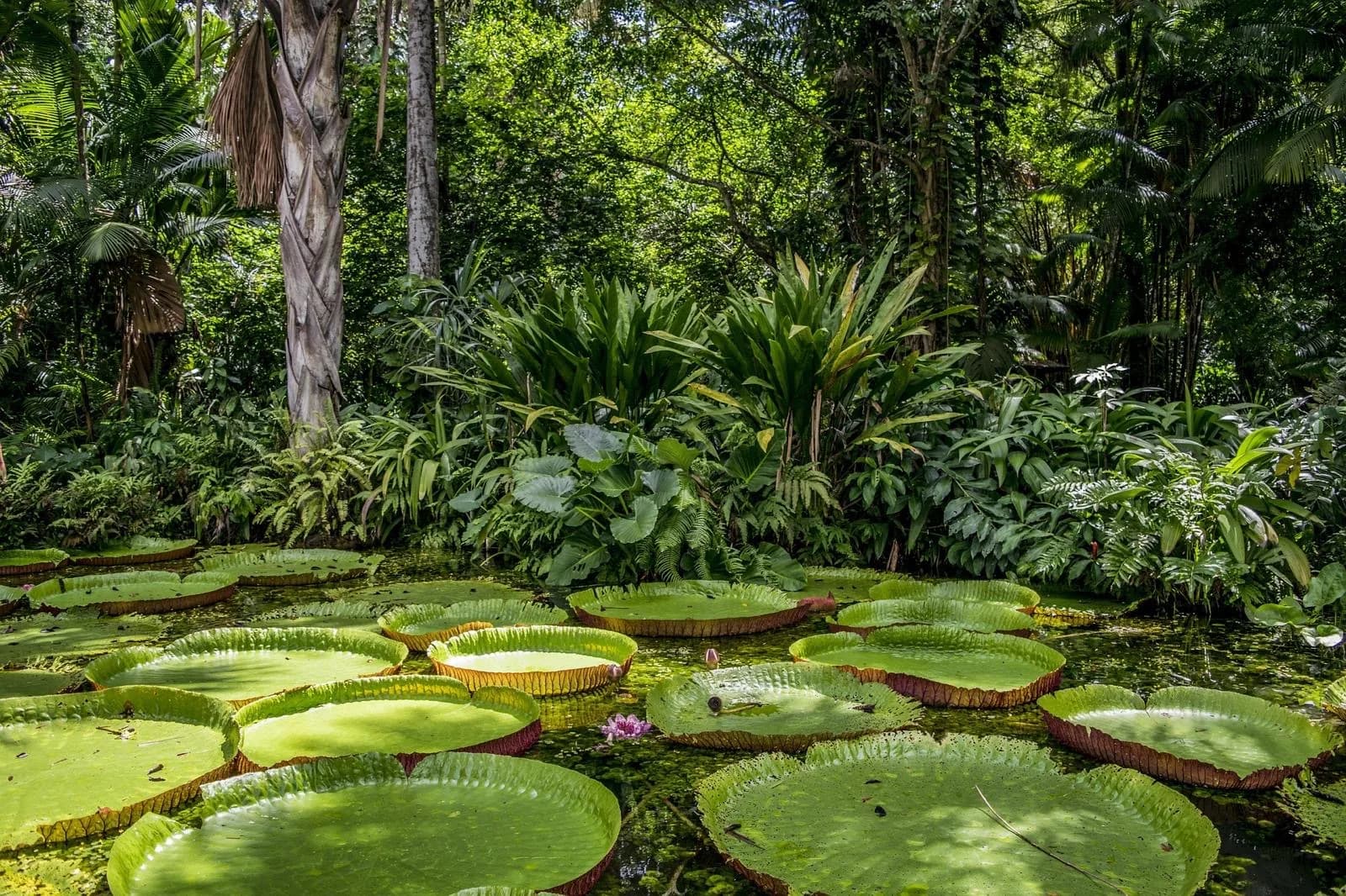 Nénuphars géants dans la forêt amazonienne.