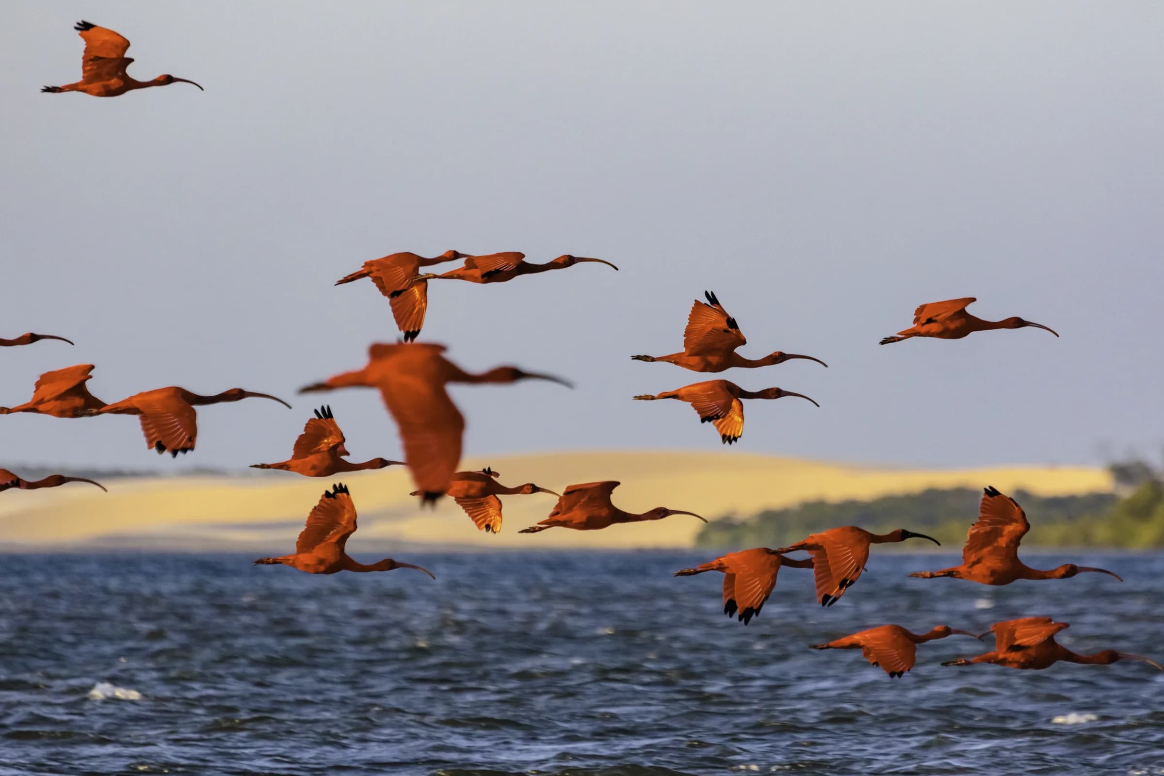 Vol d’ibis rouges au-dessus des eaux et des dunes du delta du Parnaíba.